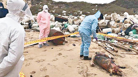 金沙鎮田埔岸際沙灘早前發現有豬屍。（互聯網圖片）