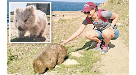 遊客喜歡親近袋熊（小圖）。（互聯網圖片）