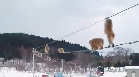 猴子抓着電線越過雪地。（互聯網圖片）