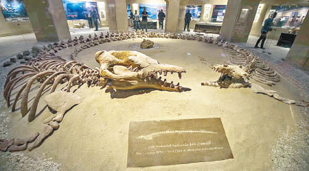 龍王鯨化石於埃及出土。（互聯網圖片）