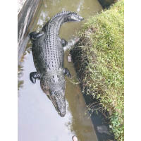 鱷魚在池中游動。（互聯網圖片）