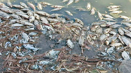 新省河道出現大量死魚。（美聯社圖片）