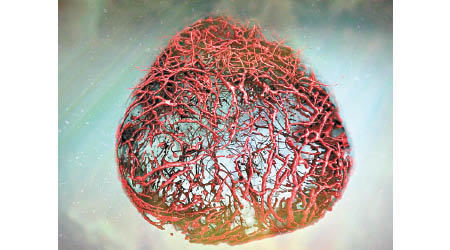 研究團隊培植出堪稱完美的人體血管模型。