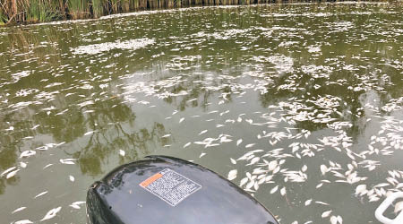 河面浮現大量死魚。（美聯社圖片）