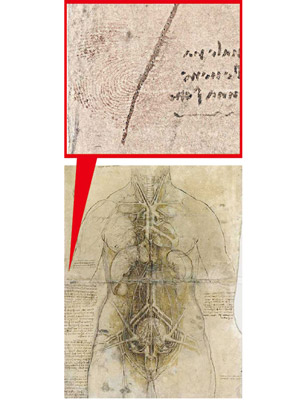 解剖圖上印有清晰的指紋（上圖）。ＲＣＴ將展出該幅達文西繪畫的解剖圖（下圖）。