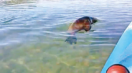 USB失主曾拍攝海獅母子在水中嬉戲的影片。