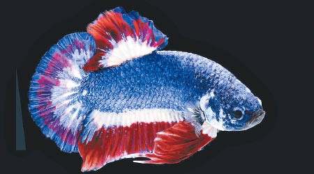 暹羅鬥魚中間藍色，上下兩邊為紅白條紋。（美聯社圖片）