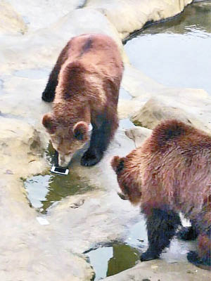遊客誤把手機餵給棕熊。