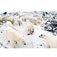 氣候變化，大批北極熊入侵新地島的人類聚居地（圖），部分闖入民居找食物。