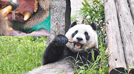 研究首次發現大熊貓的牙齒（小圖）可自行修復。（互聯網圖片）