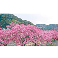 靜岡縣河津町的櫻花已爭相綻放。