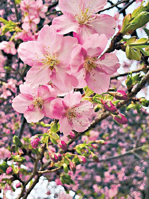 河津櫻以早開花聞名。
