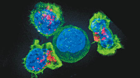 殺手T細胞（綠及紅色）可狙擊變異細胞。