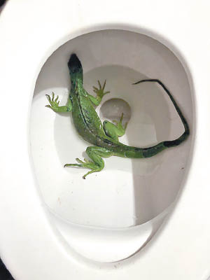 馬西亞發現坐廁有一條鬣蜥。
