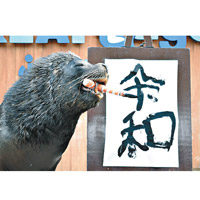 橫濱市八景島海島樂園一隻海獅表演揮毫「令和」二字。
