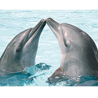 研究發現海豚也能享受魚水之歡。