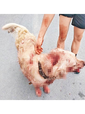 金毛尋回犬被打至全身受傷流血。