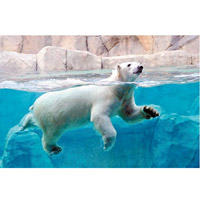 野生北極熊現存總數稀少。