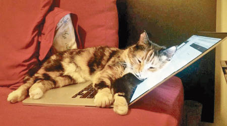 Mochi平日喜歡躺在鍵盤上。（互聯網圖片）