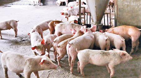 非洲豬瘟肆虐越南。（美聯社圖片）