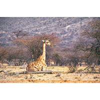 長頸鹿棲息在納米比亞的國家公園。
