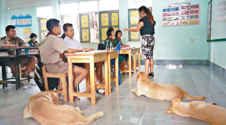 三隻狗狗伏在課室專心上課。（互聯網圖片）