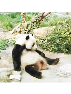 慘被石砸的熊貓。（互聯網圖片）