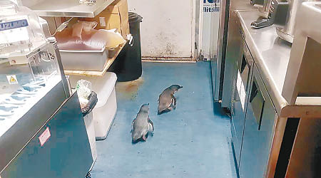 兩隻小藍企鵝闖進壽司店。（美聯社圖片）