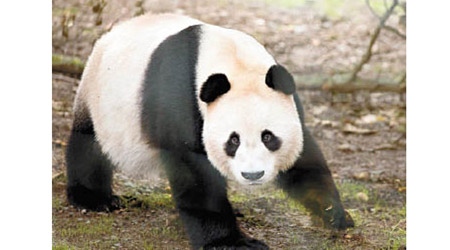 大熊貓「陽光」在園內曾遭電擊。（互聯網圖片）