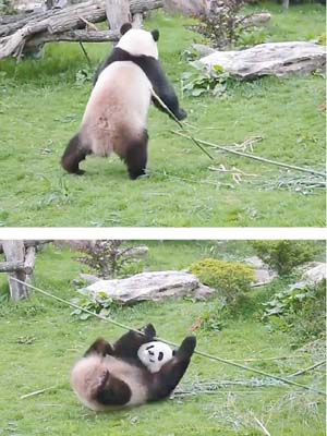 上、下圖：片中熊貓像在打功夫。