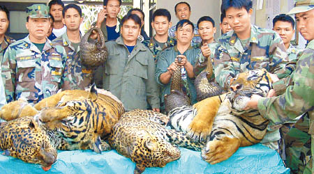 老虎不斷被獵殺及非法販賣。（美聯社圖片）