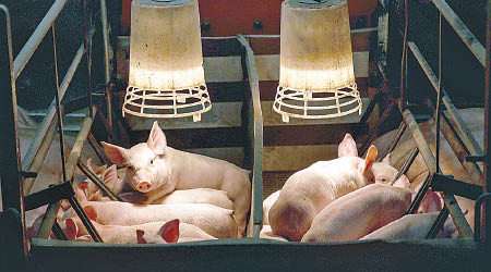 中方支持企業向美方採購豬肉。