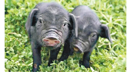 當地人稱青峪豬為「巴中土豬」。（互聯網圖片）