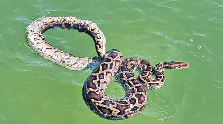 緬甸蟒蛇在海中暢泳。