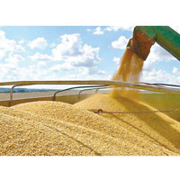 英媒指華擬增購美國大豆。