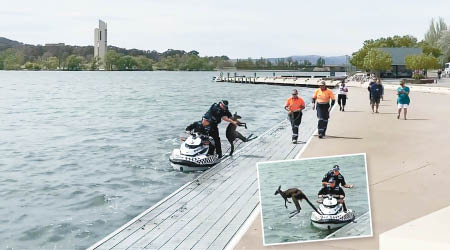 警員將袋鼠放回岸上。袋鼠回身跳回湖中（小圖）。（電視畫面）