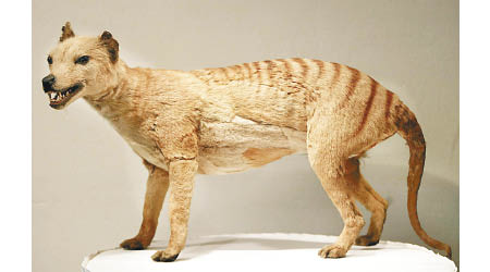 袋狼被認為早已絕種。