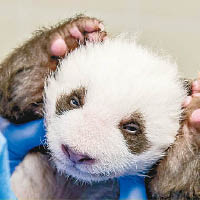 熊貓寶寶半瞇雙眼盯着鏡頭。