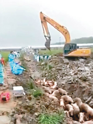 江蘇大量染病豬隻被埋進隔離溝。