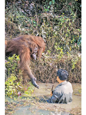 紅毛猩猩向護林員伸手，似要幫他一把。