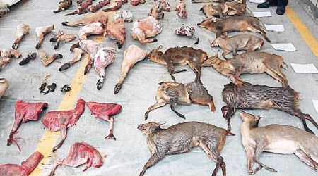 內地執法行動中繳獲的野生動物屍體。