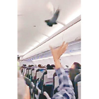 有乘客嘗試捉白鴿。