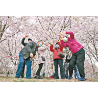 戴上口罩的遊客，在北京的公園中拍攝盛開的櫻花。（美聯社圖片）