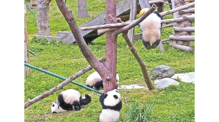 大熊貓祿祿仔掛在木架上死去。