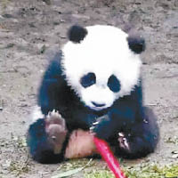 大熊貓祿祿仔生前十分可愛。