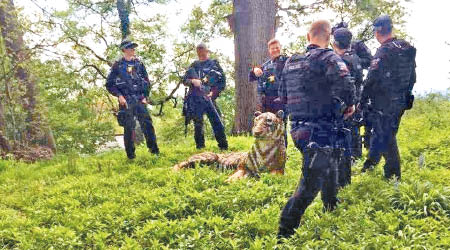 大批警員出動包圍老虎雕塑。