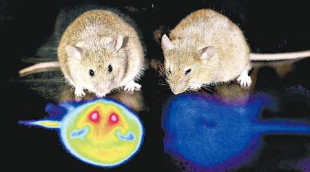 專家對實驗鼠進行人工冬眠研究。