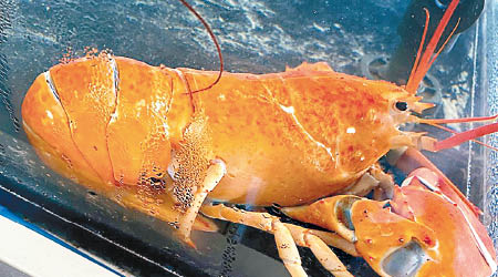 橙色龍蝦將捐給當地水族館安享晚年。