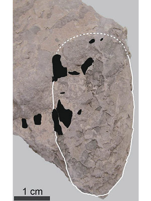 蛋化石（圖白色框）屬於最小的新品種恐龍。