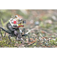 攝錄機械人可附於甲蟲背上實時跟拍。